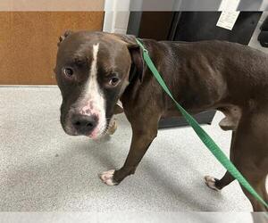 American Pit Bull Terrier Dogs for adoption in Ocala, FL, USA