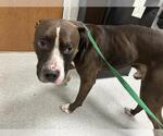 Small American Pit Bull Terrier
