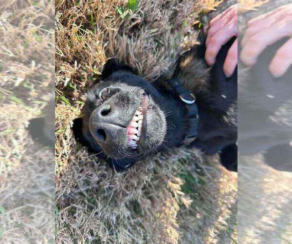 Medium Photo #3 Mutt Puppy For Sale in Imlay City, MI, USA