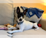 Small #3 Jack Russell Terrier Mix