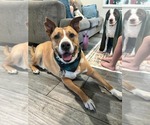 Small #1 American Staffordshire Terrier Mix
