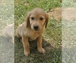 Puppy Blue Golden Retriever