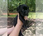 Small #2 American Pit Bull Terrier-Basset Hound Mix