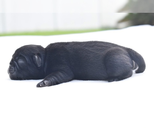 Medium Photo #3 Pug Puppy For Sale in PALM COAST, FL, USA