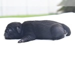 Small #2 Pug