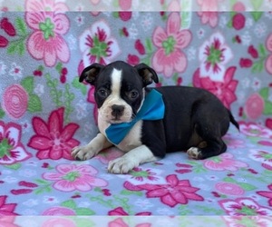 Boston Terrier Puppy for sale in LANCASTER, PA, USA