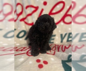 Poodle (Toy) Puppy for sale in LOXAHATCHEE, FL, USA