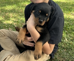 Rottweiler Puppy for sale in COCOA, FL, USA