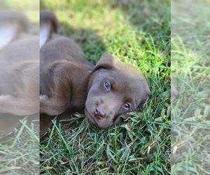 Labbe Puppy for sale in APPOMATTOX, VA, USA