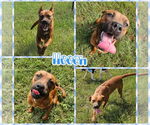 Small #1 Boxer-Rhodesian Ridgeback Mix