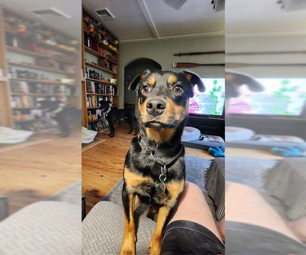 Medium Photo #27 Border Collie-Unknown Mix Puppy For Sale in Brewster, NY, USA