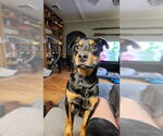 Small #26 Border Collie Mix