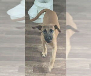 Boxer-Unknown Mix Dogs for adoption in Sheboygan, WI, USA