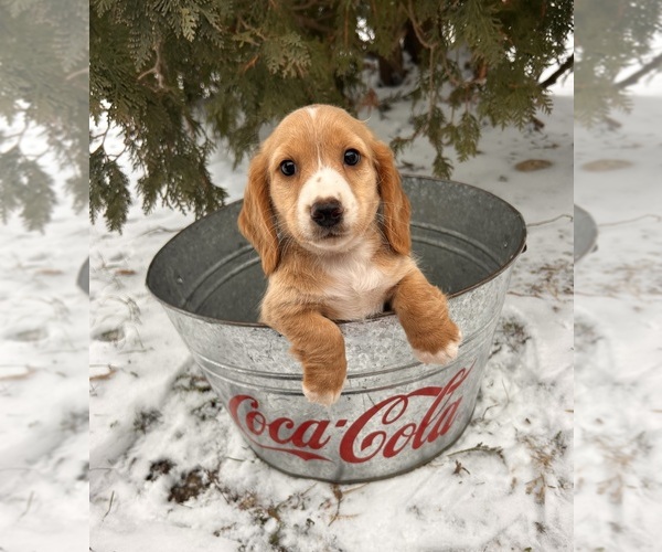 Medium Photo #4 Dachshund Puppy For Sale in MIDDLEBURY, IN, USA