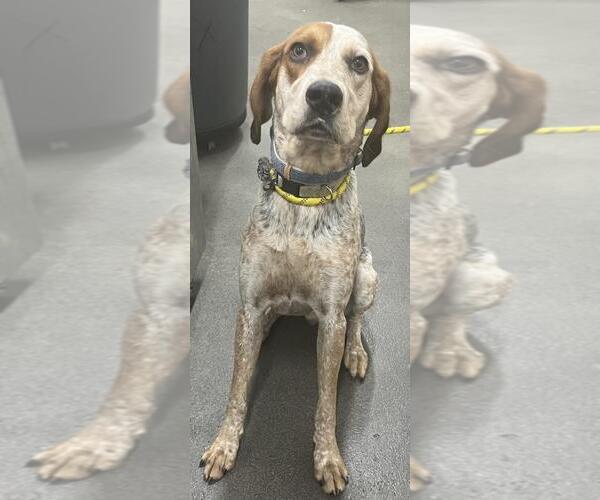 Medium Photo #1 Bluetick Coonhound Puppy For Sale in Forestville, MD, USA