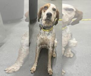 Bluetick Coonhound Dogs for adoption in Forestville, MD, USA