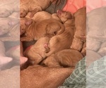 Small #1 Vizsla
