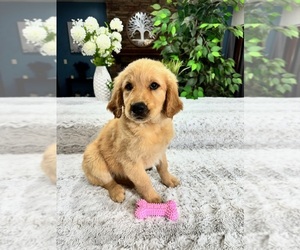 Golden Retriever Puppy for Sale in GREENFIELD, Indiana USA