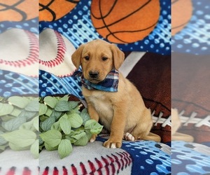 Borador-Labrador Retriever Mix Puppy for sale in OXFORD, PA, USA