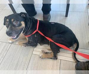 Rottweiler-Unknown Mix Dogs for adoption in Corpus Christi, TX, USA