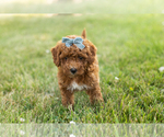 Small #2 Goldendoodle-Poodle (Miniature) Mix