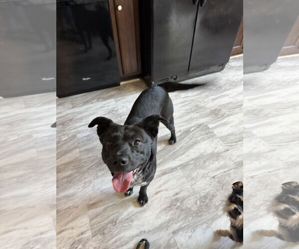 Medium Photo #6 Mutt Puppy For Sale in Fenton, MO, USA