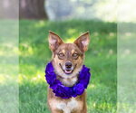 Small #1 Mutt