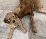 Puppy 3 Golden Retriever