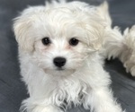 Image preview for Ad Listing. Nickname: Peter