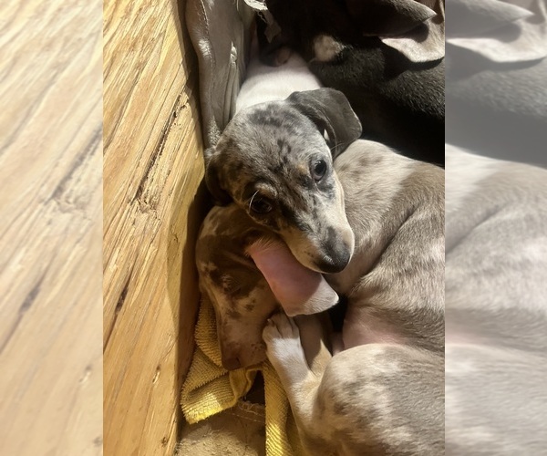 Medium Photo #105 Dachshund Puppy For Sale in LAKEBAY, WA, USA