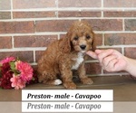 Small #3 Cavapoo (Miniature)
