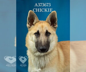 German Shepherd Dog Dogs for adoption in Stockton, CA, USA
