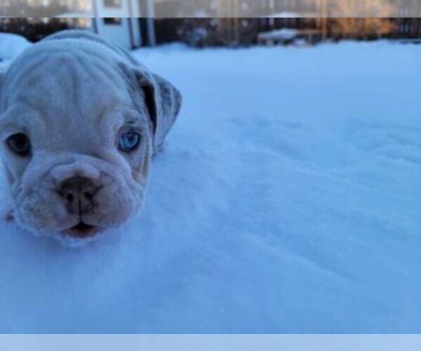 Medium Photo #4 Bulldog Puppy For Sale in DENVER, CO, USA