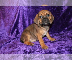 Puggle Puppy for sale in BLOOMINGTON, IN, USA
