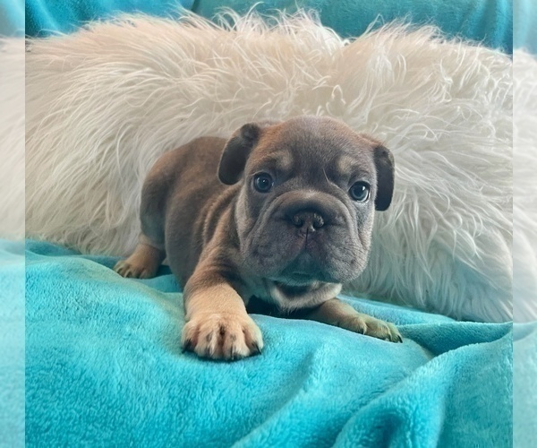 Medium Photo #50 French Bulldog Puppy For Sale in CHARLOTTESVILLE, VA, USA