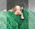 Small #7 Boston Terrier