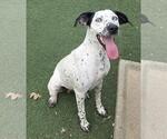 Small #4 Dalmatian-German Shorthaired Pointer Mix