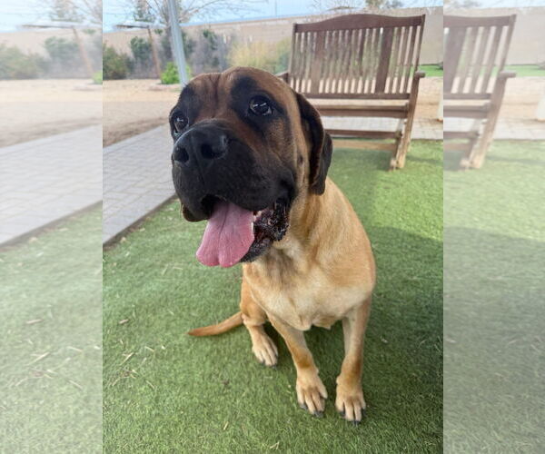Medium Photo #5 Mastiff Puppy For Sale in Goodyear, AZ, USA