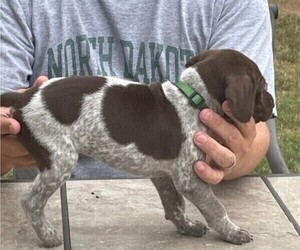 German Shorthaired Pointer Puppy for Sale in TULSA, Oklahoma USA
