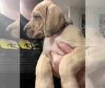 Small Photo #2 Great Dane Puppy For Sale in SHARPSVILLE, IN, USA
