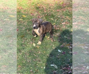 American Pit Bull Terrier Puppy for sale in BROCKTON, MA, USA