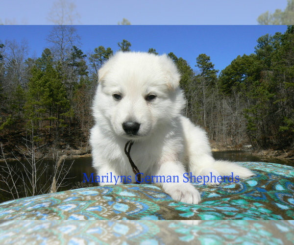 Medium Photo #1 German Shepherd Dog Puppy For Sale in PIEDMONT, MO, USA