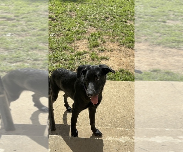 Medium Photo #2 Shepradors Puppy For Sale in COLLEGE PARK, MD, USA