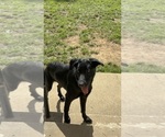 Small #1 Shepradors