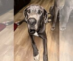 Small Great Dane