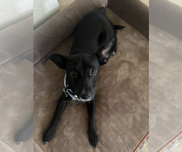 Medium Photo #8 Rat-Cha Puppy For Sale in Valrico, FL, USA