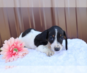 Dachshund Puppy for sale in SHILOH, OH, USA