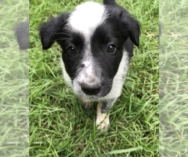 Medium Photo #4 Border Collie Puppy For Sale in CHAUMONT, NY, USA