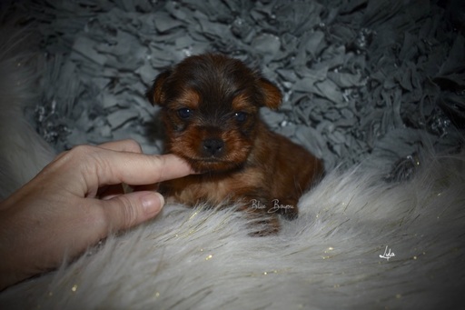 Medium Photo #5 Yorkshire Terrier Puppy For Sale in KELLY, LA, USA
