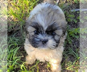 Shih Tzu Puppy for sale in CHIPLEY, FL, USA
